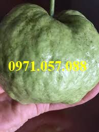 GIỐNG CÂY ỔI NỮ HOÀNG